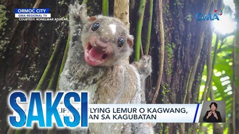kinantot sa kagubatan|Philippine flying lemur o kagwang, pinakawalan sa kagubatan.